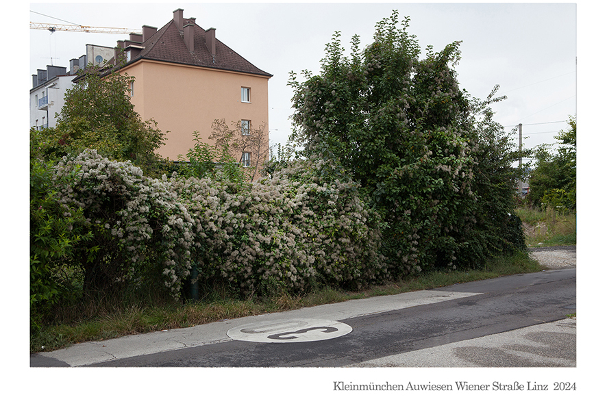 Kleinmünchen Auwiesen Wiener Straße 274 Linz 2021 © Billensteiner Renate